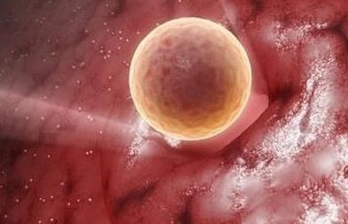 做试管婴儿吃dhea有好处！提高卵子质量是重要作用